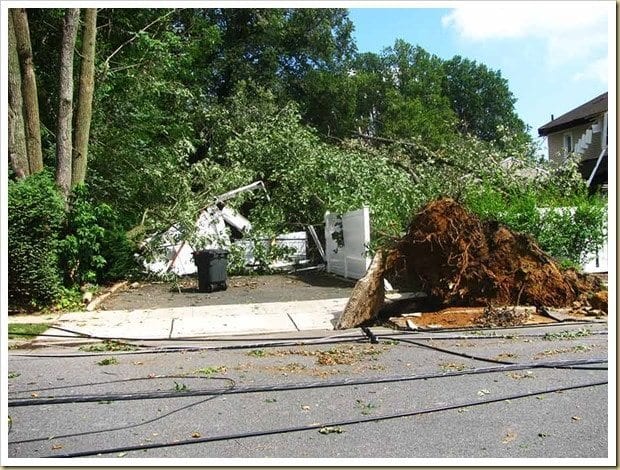 Killer trees wipe out garage